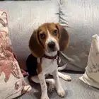 كلب بيقل- Beagle for sale