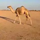 حقه