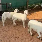 بهم رخال حريات