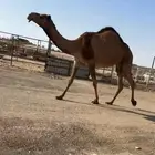 صفرا بكر ضروبه
