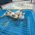 حساسين مكسات للبيع