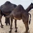 قعود كفو