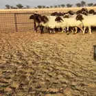 مراح غنم نعيم صنف تم البيع