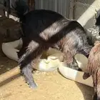 تيوس عدد 5 للبيع