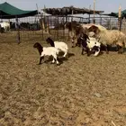 غنم نعيم واليد دبس