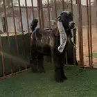 جذع عارضي معرف ام واب