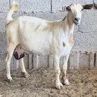الغولاء