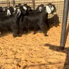 جفرات عوارض دفيع