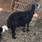 نعجة معها خروف