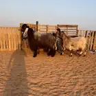 ماعز مصريات دفيع اجروم تم البيع