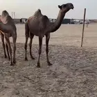 قعود دبياني اصفر