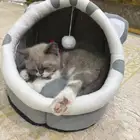 قط هملايا