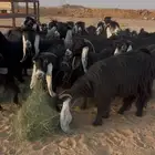 معزا عوارض صنف