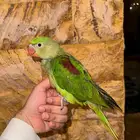 دره نيبالي تم البيع