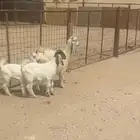 تيس ذبيحه لباني