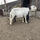 ضان دفع