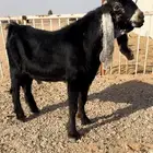 للبيع عارضي فحل كفوو راس صصصعب