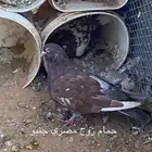 باقي الحمام مصري مهجين مع فرنيس