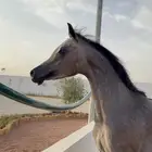 مهر واهو ( تم البيع )