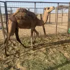 بكره للبيع
