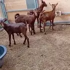 تيوس محايليه انتاجنا 3 اشهر وزياده