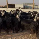 معزا عوارض صنف