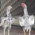 جوز كوشامو بطل و منتج