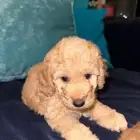 ايناث ذكور بيور بودل
