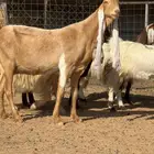 ماعز مطور فاخر من الأخر العدد 3 دفيع