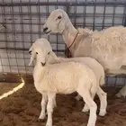 خلفة حرية حرشا