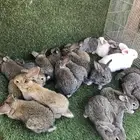 ارانب الشنشيلا العملاق