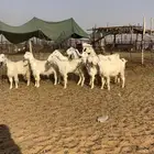 ماعز مصريات اصل