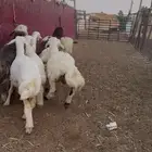 ذبايح للبيع