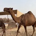 خلفه صفرا حدرها بكره