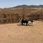 عدد 6 تيوس وجفار أربعه طيبه و2 يبن رضاع اسبوعين البيع 580
