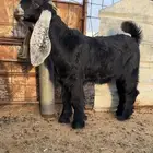للبيع جفر مشروع فحل كفووو راس صعب