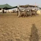 ماعز مصريات شهب