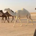 لقحة رمانيه