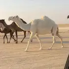 لقحه لها باللقاح 10 شهور