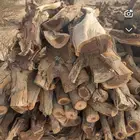 سمر يابس شلايخ شرط يوجد توصيل