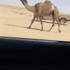 ضروبه