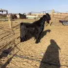 فحل تيس قبرصي ادلم
