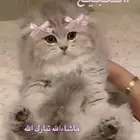 باربي كات للبيع