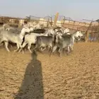 ماعز مصريات اصل