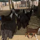 معزا عوارض طيبه