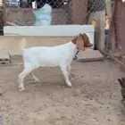 تيس بورقوت 1