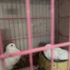 حمام مشكل