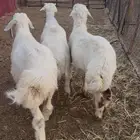 ذبايح للبيع حري سواكني ونعيمي