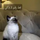 قط سيامي
