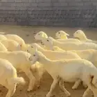 بهم تربيه للبيع